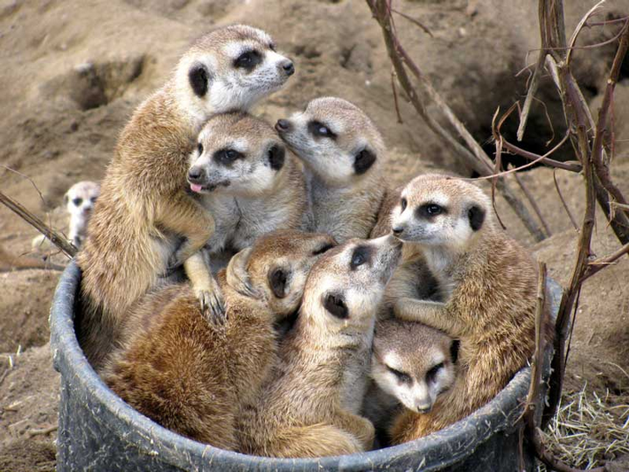 4. Cầy meerkat: Cầy meerkat nằm chồng lên nhau khi ngủ, tai vểnh lên để nghe ngóng tiếng động lạ.
