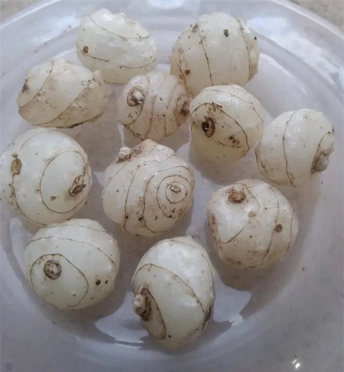 Cây một lá được coi là cây thuốc quý với lá và rễ củ được sử dụng trong nhiều mục đích như thanh nhiệt, nhuận phế, giảm ho, giải độc, làm dịu đau...