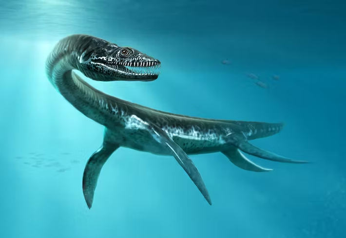Chúng thuộc nhóm nhỏ hơn được gọi là Polycotylids trong gia đình thằn lằn đầu rắn.