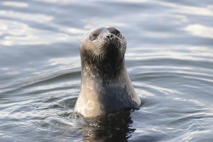 Đôi khi chúng được gọi là hải cẩu trườn (crawling seal) để phân biệt với hải cẩu lông và sư tử biển (họ Otariidae) do đặc điểm tứ chi không nâng đỡ nổi cơ thể nên phải lết khi di chuyển trên đất liền.