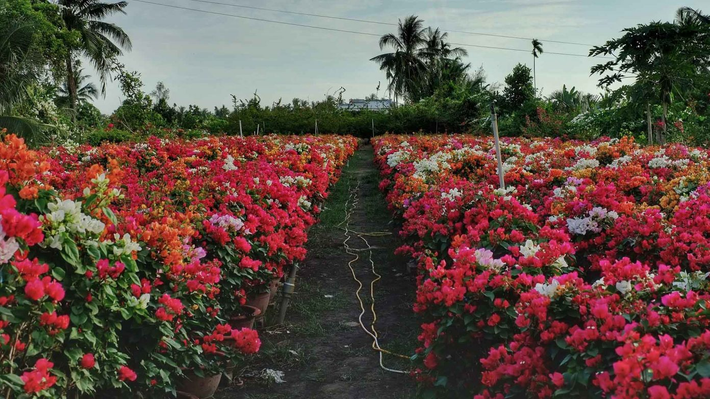 Hiện, làng hoa giấy Phú Sơn cũng là nơi được nhiều du khách tìm đến để thưởng lãm hoa. Ảnh: Đỗ Minh Tân
