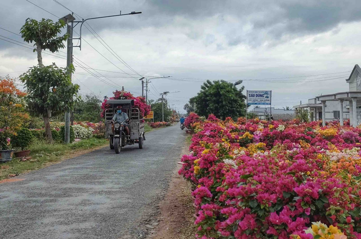 Theo Trang Thông tin điện tử du lịch Bến Tre, với thế mạnh nằm trên trục đường chính và được định hướng là sản phẩm du lịch chủ lực của địa phương, du khách đến làng hoa giấy Phú Sơn có thể chụp ảnh, tham quan, tiếp cận với người dân và kỹ thuật sản xuất hoa giấy. Ảnh: Đỗ Minh Tân