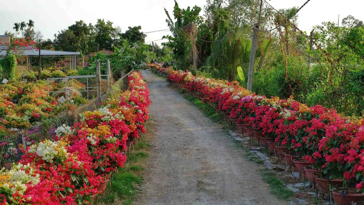 Giá bán hoa giấy tại đây cũng khá đa dạng, tuỳ vào kích cỡ của gốc, chiều cao thân cây và số lượng màu sắc hoa trên một cây. Ảnh: Đỗ Minh Tân