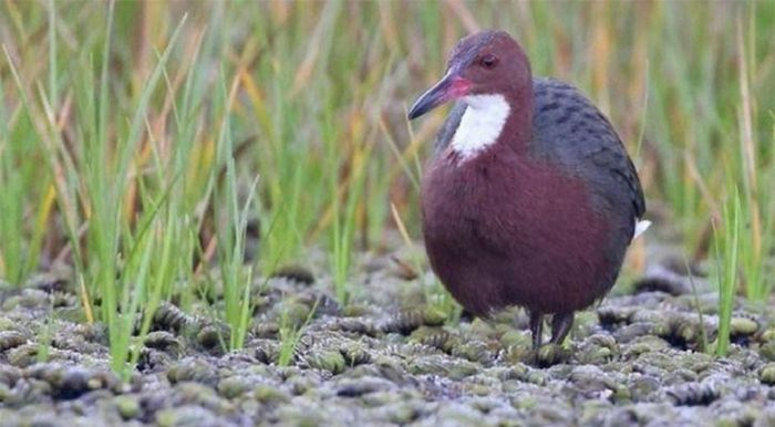 Gà nước cổ trắng Aldabra có tên khoa học là Dryolimnas cuvieri aldabranus, thuộc họ Gà nước Rallidae và bộ Sếu Gruiformes. Loài chim này được xác nhận là đã tuyệt chủng nhưng đến năm 2019, các nhà khoa học bất ngờ tìm thấy chúng tại đảo san hô Aldabra.