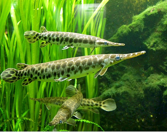 Bộ Cá láng (danh pháp khoa học: Lepisosteiformes) gồm 1 họ duy nhất còn sinh tồn là Lepisosteidae với 7 loài trong 2 chi, sống trong môi trường nước ngọt, đôi khi nước lợ và hiếm khi là nước mặn ở phía đông Bắc Mỹ, Trung Mỹ và quần đảo Caribe.
