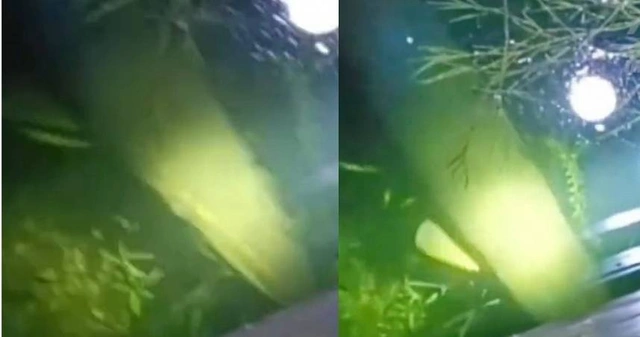 Quái ngư này có miệng dài khoảng 70 đến 80 cm và đã gây sốt trên mạng khi một đoạn video về nó được chia sẻ.