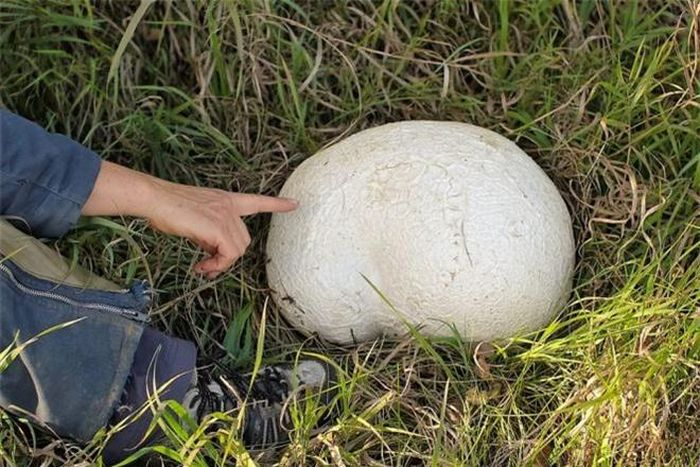 Ban đầu, họ nghĩ đó là một tảng đá lớn, nhưng sau khi chạm vào, họ nhận ra rằng đó là một cây nấm kỳ lạ.