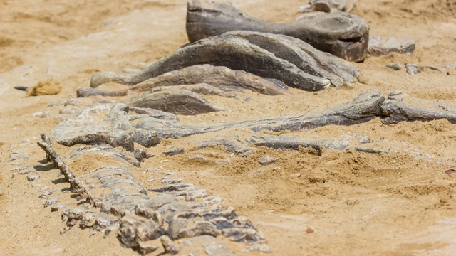 Đây là một loài Aetosaur, thằn lằn chúa bọc thép đã tuyệt chủng, có họ hàng gần với cá sấu.
