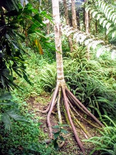 Nhà cổ sinh vật học Peter Vrsansky khẳng định đã quan sát thấy hiện tượng này trong khu rừng ở Ecuador.(Ảnh:Reddit)