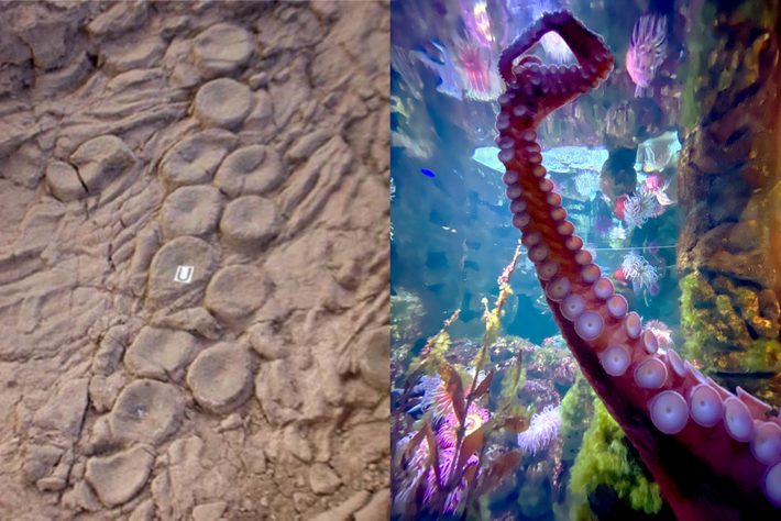 Năm 2011, giáo sư Mark McMenamin tuyên bố hóa thạch thằn lằn cá Ichthyosaur bị giết bởi sinh vật dài đến 30m – có thể là Kraken thời tiền sử. (Ảnh: Incertae Sedis)