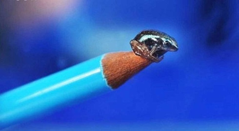 Chú ếch phi tiêu độc nhất và nhỏ nhất thế giới này chỉ dài 10mm nhưng có độc tố gấp 100.000 lần morphine.