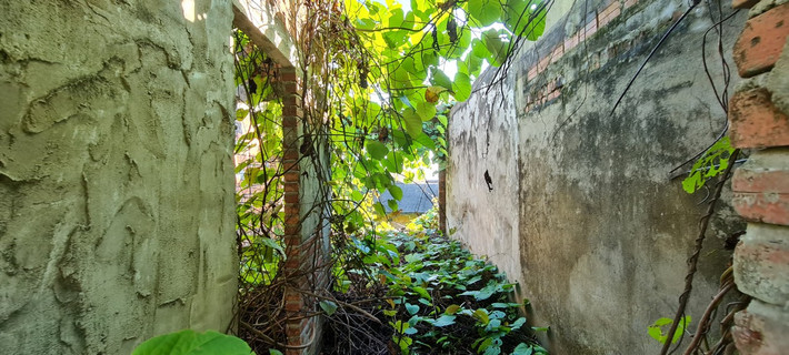 Nhiều khu vực dây leo đan kín.
