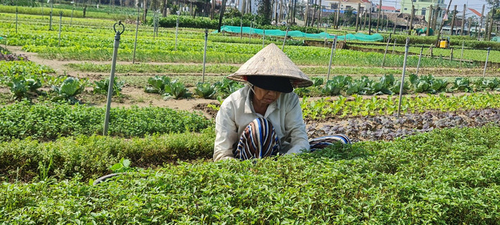 Với tuổi đời đã hơn 300 năm, Làng rau Trà Quế Hội An nổi tiếng với rất nhiều loại rau, tính sơ qua cũng đã hơn 20 loại cả rau thơm và rau xanh vẫn xuất hiện trên mâm cơm thường ngày.