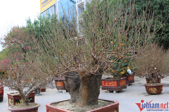 Gốc đào hai trạng, tán rộng, nhiều nụ phù hợp với trưng bày ở công sở, cơ quan hay nhà vườn. Theo chủ vườn, những gốc đào như vậy giá dao động từ 70 đến 100 triệu, tùy thời điểm.
