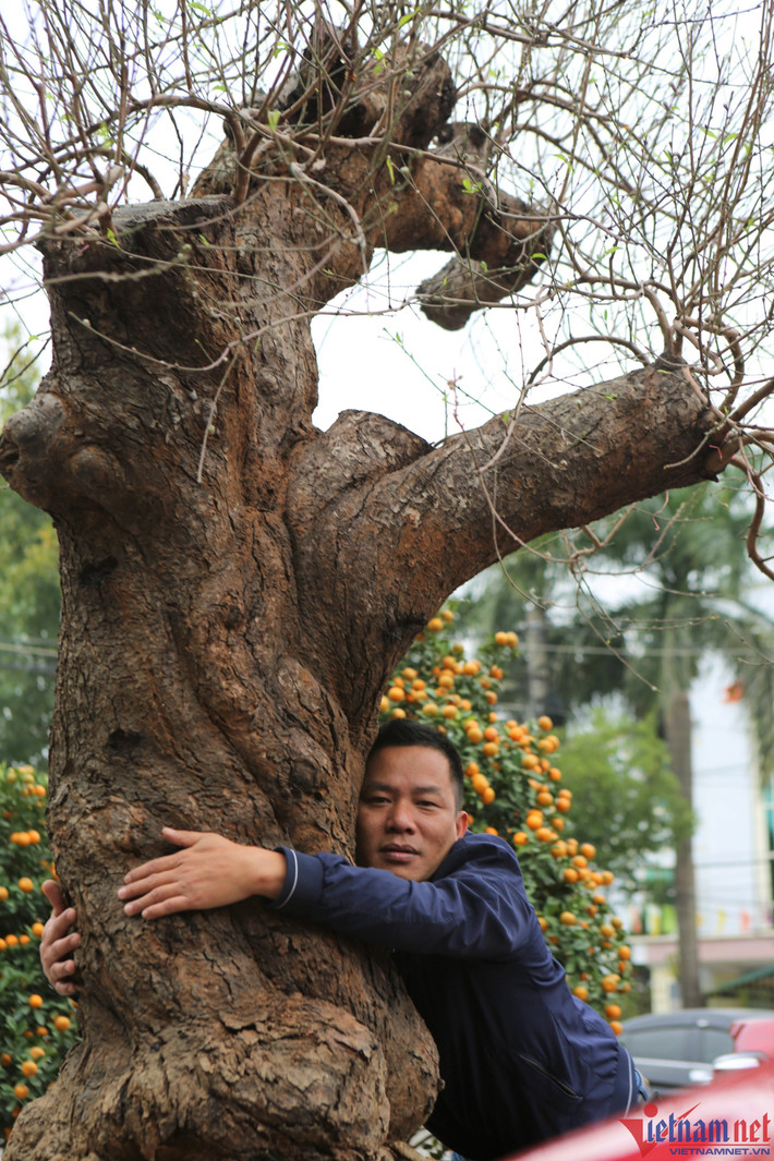 Gốc đào cổ thụ có tuổi đời hơn trăm năm, một người ôm không hết.
