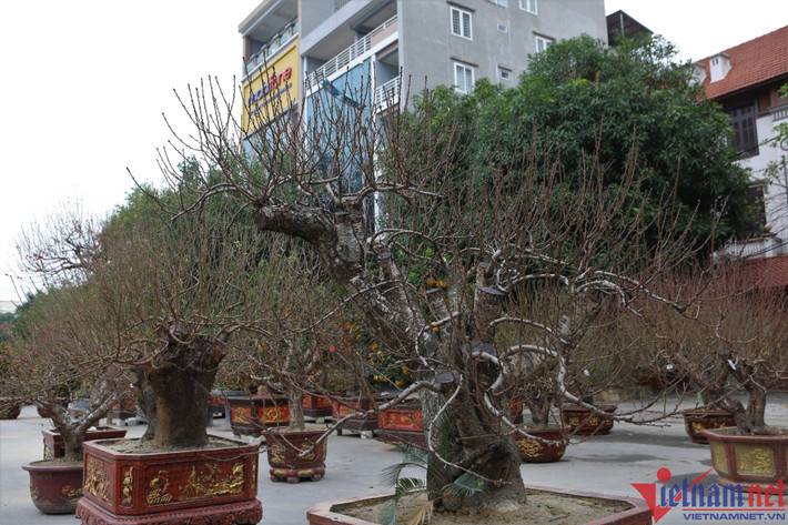 Theo các chủ vườn, những gốc đào to chỉ bán được vào thời điểm này. Khách mua để đi biếu, bày tại trụ sở cơ quan, công ty... Những ngày cận Tết, các hộ gia đình chủ yếu mua những cây đào nhỏ.