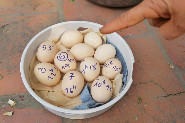 Cụ thể quả thứ nhất gà đẻ vào lúc 10 giờ 16 phút; quả thứ 2 lúc 10 giờ 43 phút; quả thứ 3 lúc 12 giờ 38 phút; quả thứ 4 lúc 13 giờ 15 phút; quả thứ 5 lúc 13 giờ 55 phút; quả thứ 6 lúc 14 giờ 2 phút và quả thứ 7 vào thời điểm 16 giờ. Ngày 28/2, đến thời điểm 17h, gà đẻ được 3 trứng.