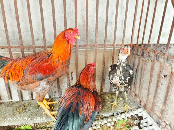 Nguyên nhân là vì quá trình tạo trứng từ tinh trùng, phôi đến quá trình hình thành vỏ trứng mất khoảng hơn 20 tiếng; không thể đẻ liên tục được. Việc gà đẻ trứng liên quan đến nhịp sinh học của gà.