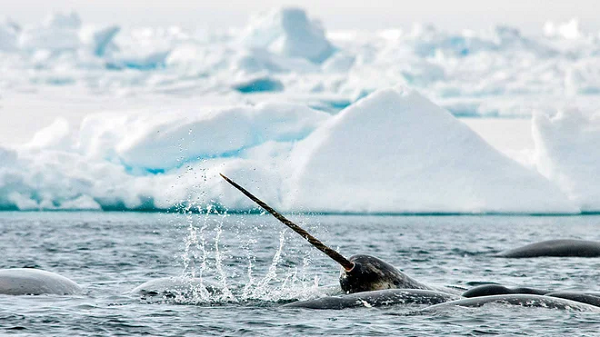 Mặc dù Liên minh Bảo tồn Thiên nhiên Quốc tế (IUCN) không xếp kỳ lân biển vào danh mục có nguy cơ tuyệt chủng ngay lập tức nhưng 75.000 cá thể còn sống hiện nay ngoài tự nhiên vẫn có khả năng bị đe dọa.