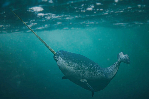 Kỳ lân biển tên tiếng Anh là narwhal hoặc narwhale, tên khoa học là Monodon monocerus. Đây là một loài cá voi cỡ trung bình, chúng nổi tiếng với hình dáng như có một chiếc sừng dài xoắn ốc trước đầu, điều này khiến nhiều người liên tưởng đến những con kỳ lân trong thần thoại.