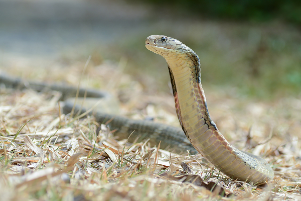 Rắn hổ mang chúa (Ophiophagus hannah) có khả năng phóng độc ra xa khoảng 3 mét vì thế loài rắn này được đánh giá là cực kỳ nguy hiểm. Không chỉ vậy loài rắn này còn có khả năng đó là khống chế lượng độc tiết ra khi chúng cắn con mồi.