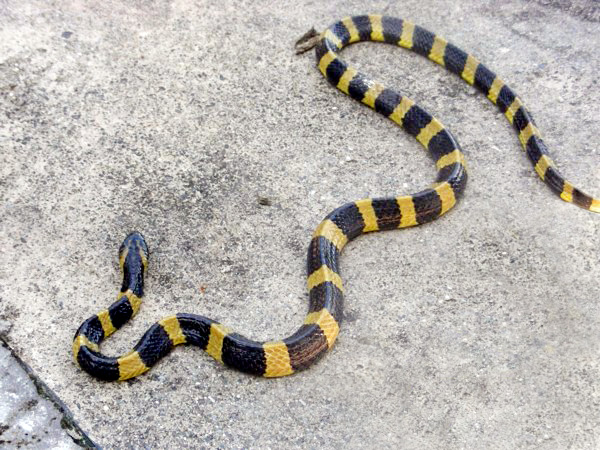 Rắn cạp nong (Bungarus fasciatus) là loài rắn độc cỡ tương đối lớn, thường dài trên 1m, đặc điểm là có những mảng khoang màu vàng đen rất rõ ràng và nổi bật. Nọc độc của rắn cạp nong không thua gì rắn hổ mang.