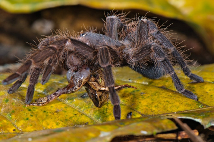 Nhện Turantula có kích thước khá lớn so với những loài nhện khác. Cơ thể của nhện Turantula trưởng thành có thể dài tới hơn 12cm, sải chân dài 70cm.