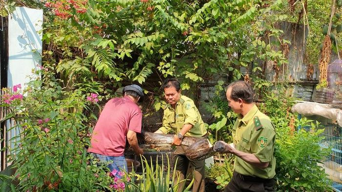 Mới đây, các cán bộ Chi cục Kiểm lâm TP.HCM đã tiếp nhận một cá thể trăn đất cái nặng chừng 32kg, dài gần 4 mét, thuộc nhóm IIB trong danh mục động vật rừng nguy cấp quý hiếm.