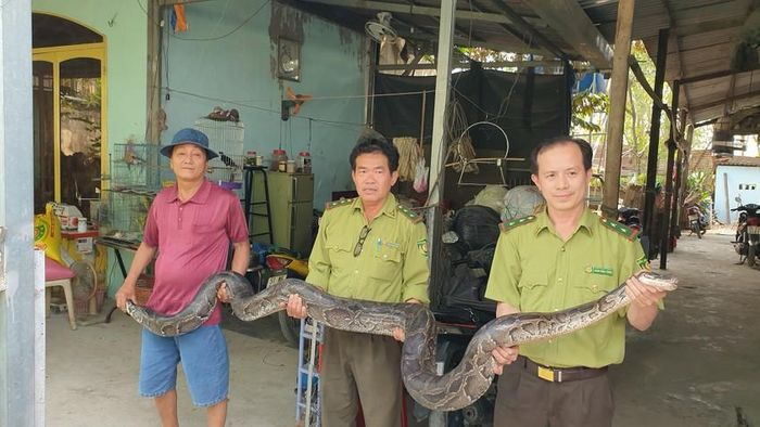 Được biết, con trăn đất quý hiếm này được ông Nguyễn Văn Kéo (52 tuổi), trú tại địa bàn phường Tân Tạo A, quận Bình Tân, TP.HCM nuôi làm thú cưng gần hai năm nay.