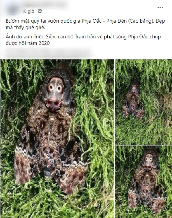 Trên một fanpage mạng xã hội Facebook bất ngờ đăng tải loạt hình ảnh cận cảnh về loài bướm mặt quỷ đang được bảo tồn tại vườn quốc gia Phia Oắc – Phia Đén (Cao Bằng). Được biết, những hình ảnh này được anh Triệu Siền – cán bộ Trạm bảo vệ phát sóng Phia Oắc chụp vào năm 2020.