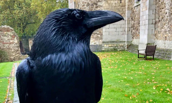 Merlina, "nữ hoàng" của những con quạ ở Tháp London, đột ngột biến mất và có thể đã chết. Theo truyền thuyết, cần có ít nhất 6 con quạ ở đây để Vương quốc Anh không sụp đổ.