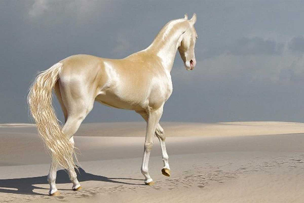 Ngựa Akhal-Teke là loài ngựa rất hiếm. Trên thế giới chỉ có 1250 cá thể ngựa Akhal-Teke. Giống ngựa này được đặt theo tên ốc đảo Akhal và bộ tộc Teke, là địa danh và tên người cư ngụ tại đây. Ngựa Akhal-Teke là một trong những giống ngựa cổ xưa, nổi tiếng về tốc độ, sức khỏe mạnh mẽ, và độ dẻo dai bền bỉ.