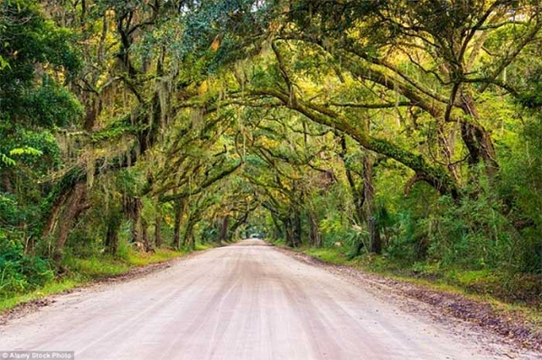 Lối vào đồn điền Botany Bay, nam Carolina, Mỹ có các cành cây hai bên đường vươn cao, uốn cong thành nhiều hình dáng có phần kì quái nhưng khi kết hợp lại với nhau thì vô cùng thướt tha và xinh đẹp.