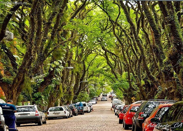Kéo dài hơn 3 dãy phố, con đường phủ đầy bóng mát này khiến cho môi trường thành phố trở nên trong lành hơn. Năm 2006, cựu thị trưởng Joseph Fogaca đã kí sắc lệnh công nhận con đường là một phần của di sản lịch sử văn hóa, sinh thái và môi trường của Brazil.