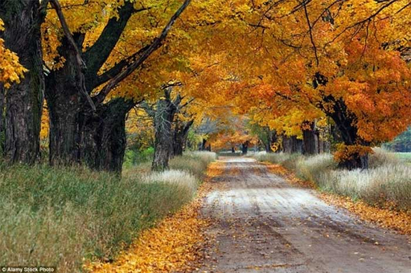 Đường Conrad ở Ludington, Michigan, Mỹ vào mùa thu những cây phong bắt đầu thay lá, trở thành sắc vàng rực rỡ như ngọn lửa tươi sáng bừng cả chặng đường xa tít tắp. Tạo nên bức tranh mùa thu vô cùng xinh đẹp và lãng mạn.