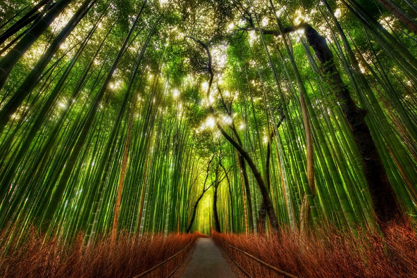 Rừng trúc Sagano ở Arashiyama, Kyoto là một trong những nơi yên ả, thanh bình nhất ở Nhật Bản. Con đường mòn được bao quanh bởi hàng ngàn cây trúc xanh mát thẳng tắp trải dài.