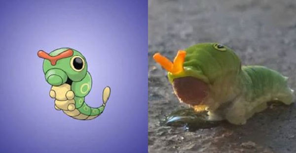 Caterpie được lấy cảm hứng từ sâu bướm phương Đông.