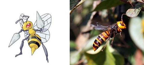 Beedrill – Pokémon có hình dang con ong hiếu chiến được lấy cảm hứng từ loài ong vò vẽ Nhật Bản.