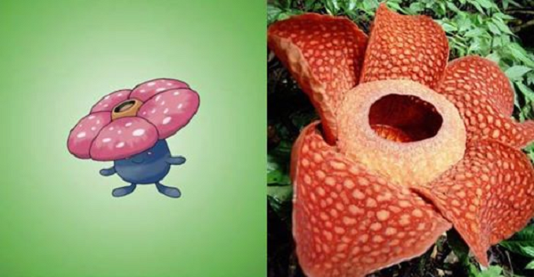 Trong khi Vileplume đáng yêu bao nhiêu thì nguyên mẫu đời thật - hoa xác chết lại đáng sợ bấy nhiêu.