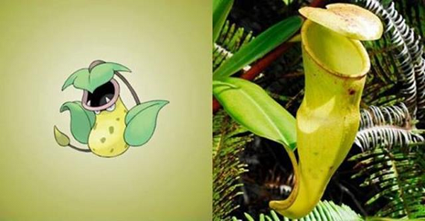 oài thực vật dáng bình, màu vàng tên "cây bình rượu" chính là nguồn cảm hứng cho nhân vật Victreebel trong Pokemon.