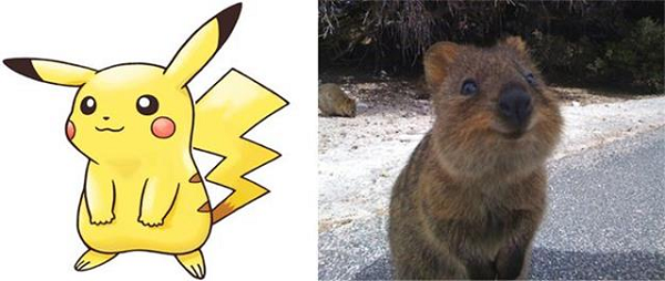 Pikachu, chú chuột điện đã trở thành biểu tượng cho cả series Pokémon, vốn được lấy cảm hứng từ loài chuột túi Quokka.