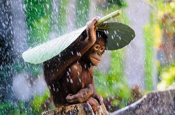 Chú khỉ nép mình dưới chiếc lá để tránh cơn mưa rào.