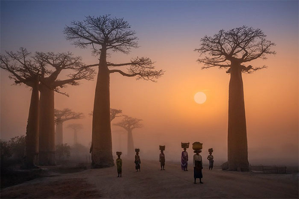 Đại lộ Baobabs của Madagascar mang một vẻ đẹp ma mị.