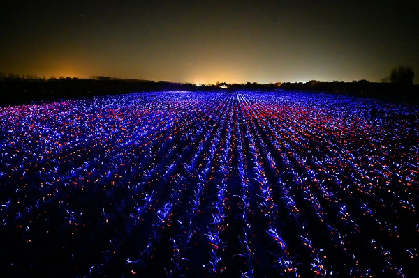 Nghệ sĩ Daan Roosegaarde cũng muốn GROW gửi một tia sáng hy vọng đến mọi người trong thời kỳ khó khăn này, khi đại dịch COVID-19 đang bùng phát và nền kinh tế bị suy thoái nghiêm trọng. Tác phẩm nghệ thuật đầy sống động này cũng hứa hẹn mang lại ý nghĩa mới cho thuật ngữ “văn hóa nông nghiệp”.