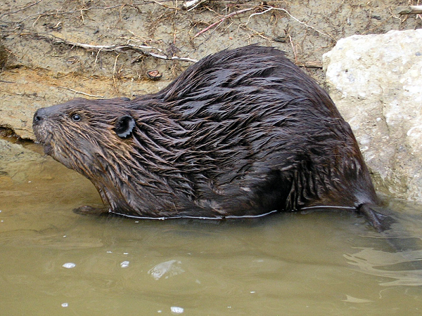 Các nhà khoa học công nhận hải ly Bắc Mỹ (Castor canadensis), cung cấp nhiều lợi ích sinh thái trong phạm vi sinh sống của chúng trải dài từ miền bắc Mexico tới Alaska. Các ao và đầm lầy của hải ly lọc ô nhiễm nguồn nước, hỗ trợ cá hồi, hấp thụ carbon và giảm bớt ngập lụt.
