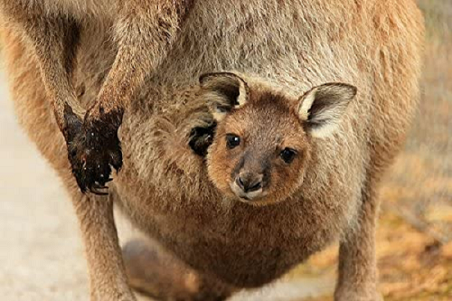 Khi một con kangaroo non đi được đến chiếc túi của mẹ chúng, nó sẽ mãi chỉ bú một núm vú trong suốt 34 tuần tuổi cho đến khi chúng lớn hơn chúng mới ngó ngàng đến những núm vú khác. Đôi khi những con kangaroo con không thể hút được núm vú nên kangaroo mẹ thường xuyên phải nhét sữa vào miệng chúng.