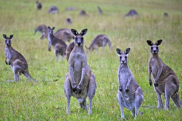 Một trong những sự thật tuyệt vời nhất về kangaroo đó là một con cái có thể xác định được giới tính của đứa con mình. Trong khi chúng ta vẫn chưa chắc chắn được làm sao chúng có thể làm được điều phi thường ấy. Kangaroo mẹ thường sinh ra những con kangaroo cái khi chúng còn trẻ, và sinh ra những con kangaroo đực sau khi chúng rời khỏi đàn