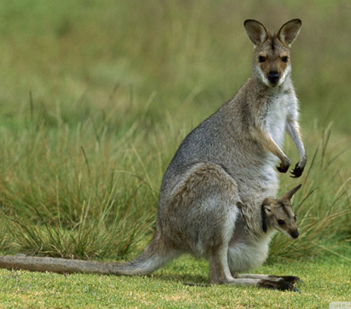 Lúc này chiếc túi của Kangaroo sẽ hoạt động như tử cung thứ 2 nuôi nấng và tạo môi trường cho thú con phát triển. Cũng tương tự với bụng của các loài động vật khác khi mang thai, chiếc túi này cũng có thể biến đổi kích thước để tăng thêm không gian khi thú con phát triển.