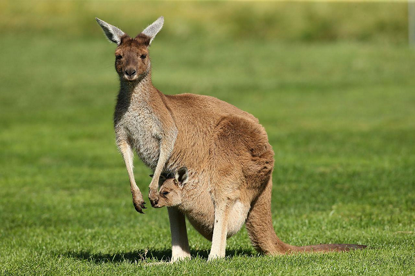 Chiếc túi của kangaroo chẳng có gì đặc biệt, cứ như một chiếc đai nâng đỡ em bé mà thôi. Nhưng nếu bạn thật sự có cơ hội nhìn vào bên trong, bạn sẽ thấy được cấu tạo của nó phức tạp hơn rất nhiều so với những gì chúng ta nghĩ.