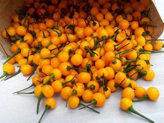 Chúng là loại cây trung hạn, có độ cao 40 - 55 cm, tán rộng 35 - 45 cm, sinh trưởng tốt khi ở nhiệt độ 16 - 45 độ C, cho thu hoạch quả sau 90 ngày. Ớt Charapita là cây bụi, mỗi cây có hàng trăm quả nhỏ tròn, màu đỏ hoặc vàng, nhưng màu vàng phổ biến hơn cả.